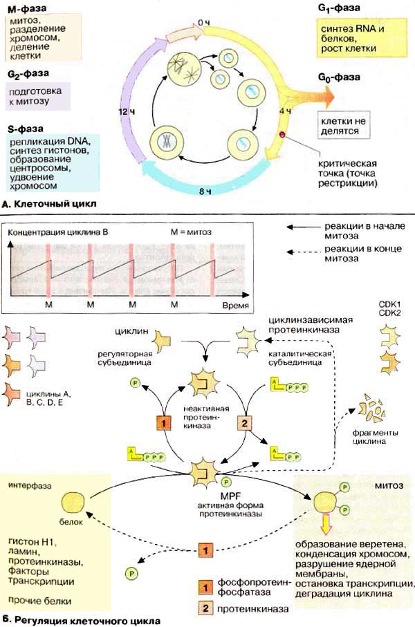 Реферат: Клеточный цикл 2